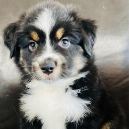 Sal - Black tri male Miniature Australian Shepherd puppy in Sulphur, Oklahoma from Barnyard Aussies