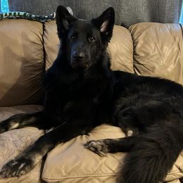 Jaeger - Shiloh Shepherd