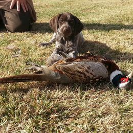 German Shorthaired Pointer Puppies from Siegervale German Shorthaired Pointers