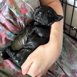 Courage - Black male Cocker Spaniel puppy in Cincinnati, Ohio from Abundance of Joy LLC Cocker Spaniels