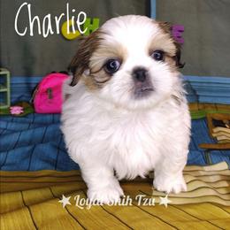 Charlie Brown - Black gold and white male Shih Tzu puppy in Peoria, Arizona from Loyal Shih Tzu