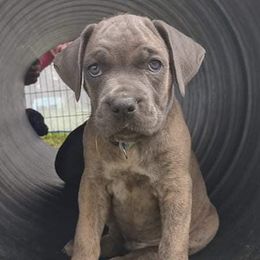 Cane Corso from C & W Dynasty Cane Corso