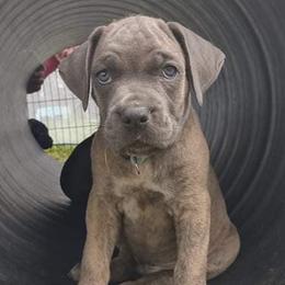 Cane Corso from C & W Dynasty Cane Corso