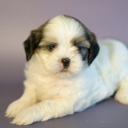 Female III - Tricolor female Shih Tzu puppy in Middleborough, Massachusetts from Shih Tzu Pups