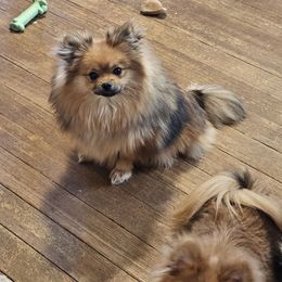 Poppy - Pomeranian