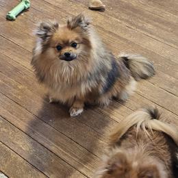 Poppy - Pomeranian