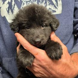 Camaro - Gold girl - Black female Shiloh Shepherd puppy in Charlo, Montana from IdleWilde Shilohs