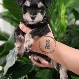 Itty Bitty - Black and silver female Miniature Schnauzer puppy in Trinity, Alabama from C&E'S Schnauzers