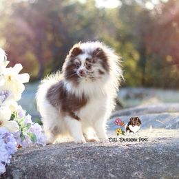 Roo - Pomeranian