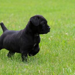 Bronco - Black brindle male Cane Corso puppy in Cable, Ohio from Americana Cane Corso