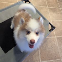 Pomsky Puppies from Tony Hwang