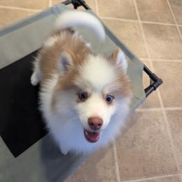 Pomsky Puppies from Tony Hwang