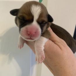 Snowflake - Red male Pembroke Welsh Corgi puppy in Cumming, Georgia from Carter’s Corgis LLC