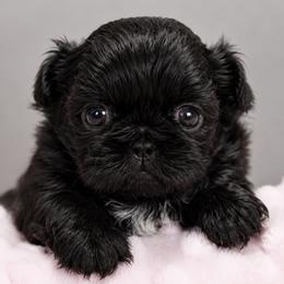Pearl - Black female Shih Tzu puppy in Douglas, Massachusetts from Majesty’s Shih Tzus