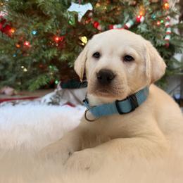Blue - Yellow male Labrador Retriever puppy in Mission Viejo, California from Loving Puppy House