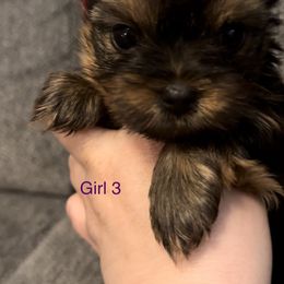 Yorkshire Terrier Puppies from Dreams Come True Yorkies