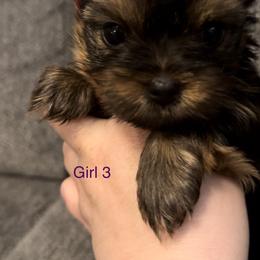 Yorkshire Terrier Puppies from Dreams Come True Yorkies
