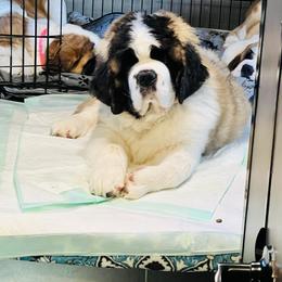 Saint Bernard Puppies from St Bernard Kingdom, LLC