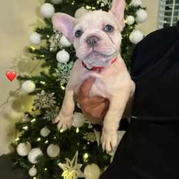 Girl 3 (red) - Cream French Bulldog puppy in Tampa, Florida from NaughtyFrenchies fl