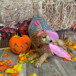 Hyacinth - Apricot female Poodle puppy in Fountain, Florida from Silva Royale Standard Poodles