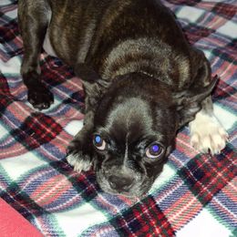 Boy 3 - Black brindle and white male Boston Terrier puppy in Oakman, Alabama from MEL Puppies