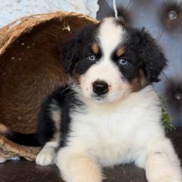 Della- Has Tail and Videos - Black tri-color female Australian Shepherd puppy in Troy, South Carolina from Lana Corley- Australian Shepherds of 3/W Farms