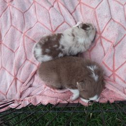 Australian Shepherd Puppies from Melick Kennels