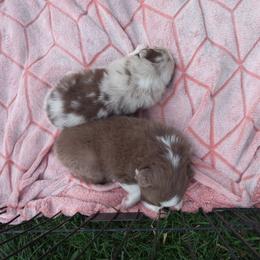Australian Shepherd Puppies from Melick Kennels
