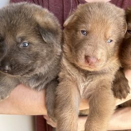 German Shepherd Puppies from Scenic City Shepherds