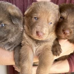 German Shepherd Puppies from Scenic City Shepherds