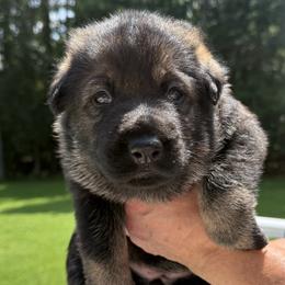 Winter - Black female German Shepherd puppy in Near Richmond, Virginia from German Shepherds of Virginia