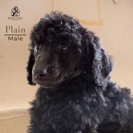 Poodle Puppies from Wilson Family Poodles
