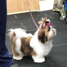 Emily - Shih Tzu