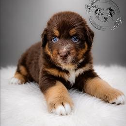 Godiva - Red tri-color female Australian Shepherd puppy in Fultonville, New York from Sandy Aussies & Pomeranians