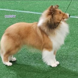 CURRY - Shetland Sheepdog