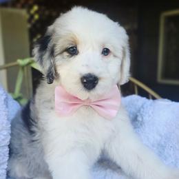 Light pink - Blue merle female Aussiedoodle puppy in Georgetown, California from Foothill Aussies