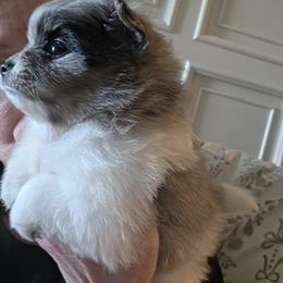 Poppy - Blue merle female Pomeranian puppy in Benbrook, Texas from J & B Pomeranians/Pomsky's L.L.C