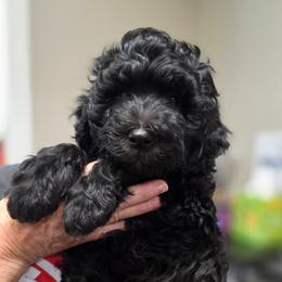 Prince - Black and white male Bernedoodle puppy in Mc Gaheysville, Virginia from Doting Doodles