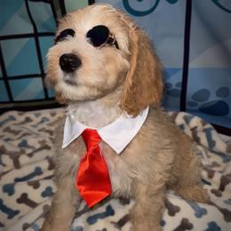 Red Collar - Apricot male Goldendoodle puppy in Clewiston, Florida from Redlands Farm