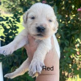 Red - Golden female Golden Retriever puppy in Jesup, Georgia from Painted Platinum Retrievers (Painted Platinum Kennel) PPK