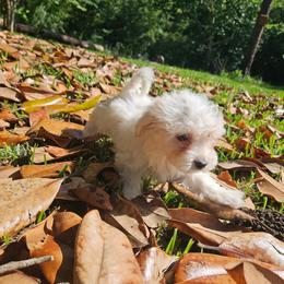 Blossom - Cream female Maltipoo puppy in Doerun, Georgia from Twig & Tail Puppies