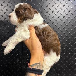 Everest - Tri-color male Bernedoodle puppy in Horseshoe Bend, Idaho from Over the Moon Poodles and Doodles