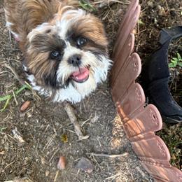 KitKat - Black gold and white male Shih Tzu puppy in Kelseyville, California from Cobb Mountain Shih Tzus, Paragon Pomeranians