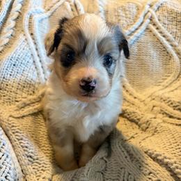 Micah - Blue merle female Toy Australian Shepherd puppy in Union Grove, North Carolina from Grove Farm