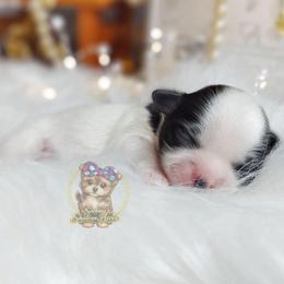 Korean Meadow - Black and white female Mal-Shi puppy in Barren Springs, Virginia from Seeking Shalom Acres Maltese, Maltipoos & Havamalts