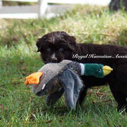Lotus - Red & white Miniature American Shepherd puppy in Kamuela On The Big Island, Hawaii from Royal Hawaiian Aussies LLC