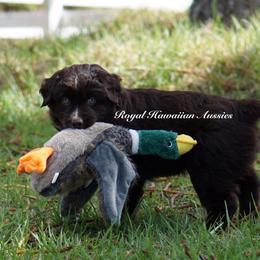 Lotus - Red & white Miniature American Shepherd puppy in Kamuela On The Big Island, Hawaii from Royal Hawaiian Aussies LLC