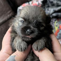 Tina - Orange sable female Pomeranian puppy in Utah from Pop Off Poms & Chis