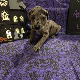 Great Dane Puppies from White House of Danes