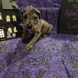 Great Dane Puppies from White House of Danes